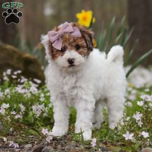 Sandy, Bich-Poo Puppy